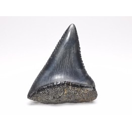 Fossil tooth of Great white shark: Carcharodon carcharias