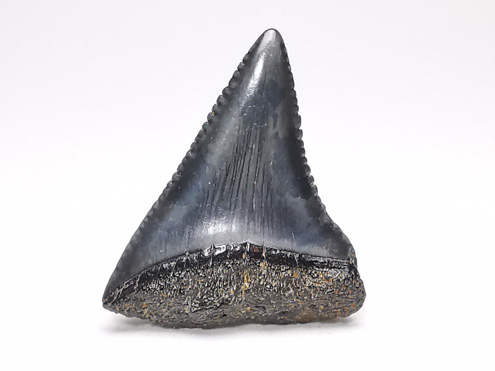 Fossil tooth of Great white shark: Carcharodon carcharias