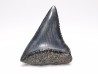 Fossil tooth of Great white shark: Carcharodon carcharias