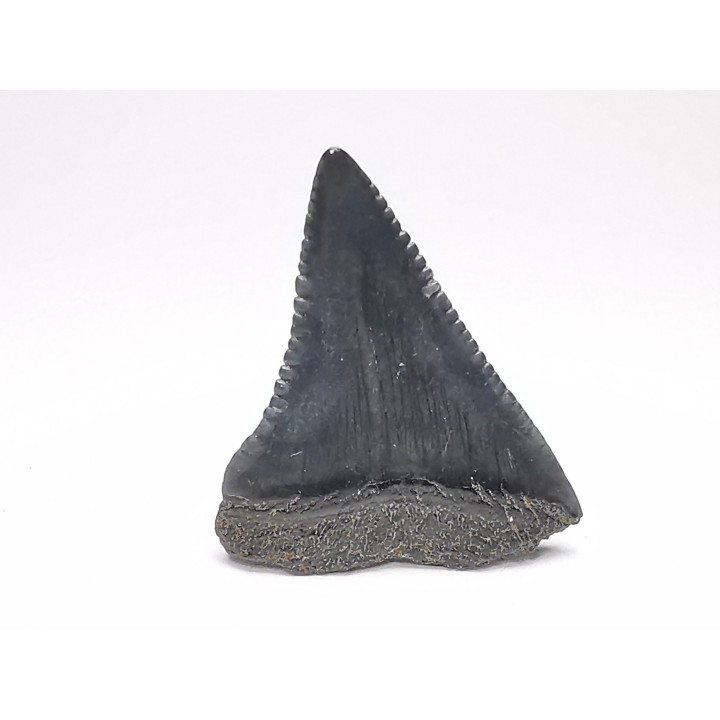 Dent fossile du GRAND REQUIN BLANC : Carcharodon carcharias
