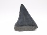 Dent fossile du GRAND REQUIN BLANC : Carcharodon carcharias
