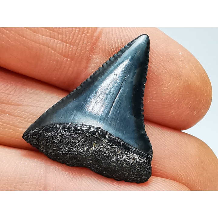 Dent fossile du GRAND REQUIN BLANC : Carcharodon carcharias