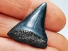 Fossil tooth of Great white shark: Carcharodon carcharias