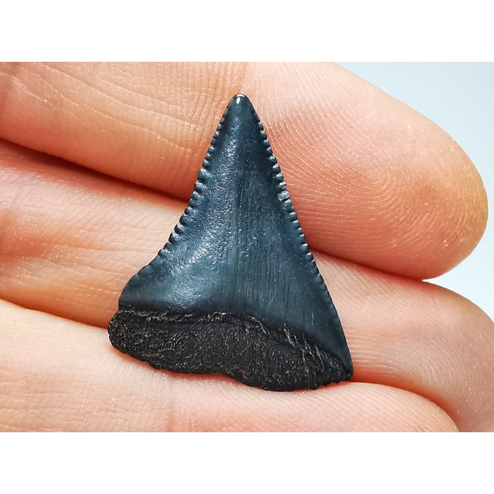 Fossil tooth of Great white shark: Carcharodon carcharias