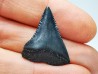 Dent fossile du GRAND REQUIN BLANC : Carcharodon carcharias