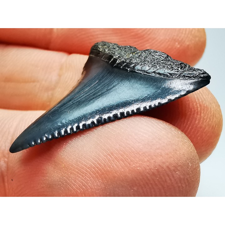 Dent fossile du GRAND REQUIN BLANC : Carcharodon carcharias