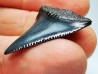 Fossil tooth of Great white shark: Carcharodon carcharias
