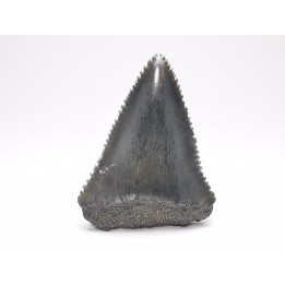 Dent fossile du GRAND REQUIN BLANC : Carcharodon carcharias