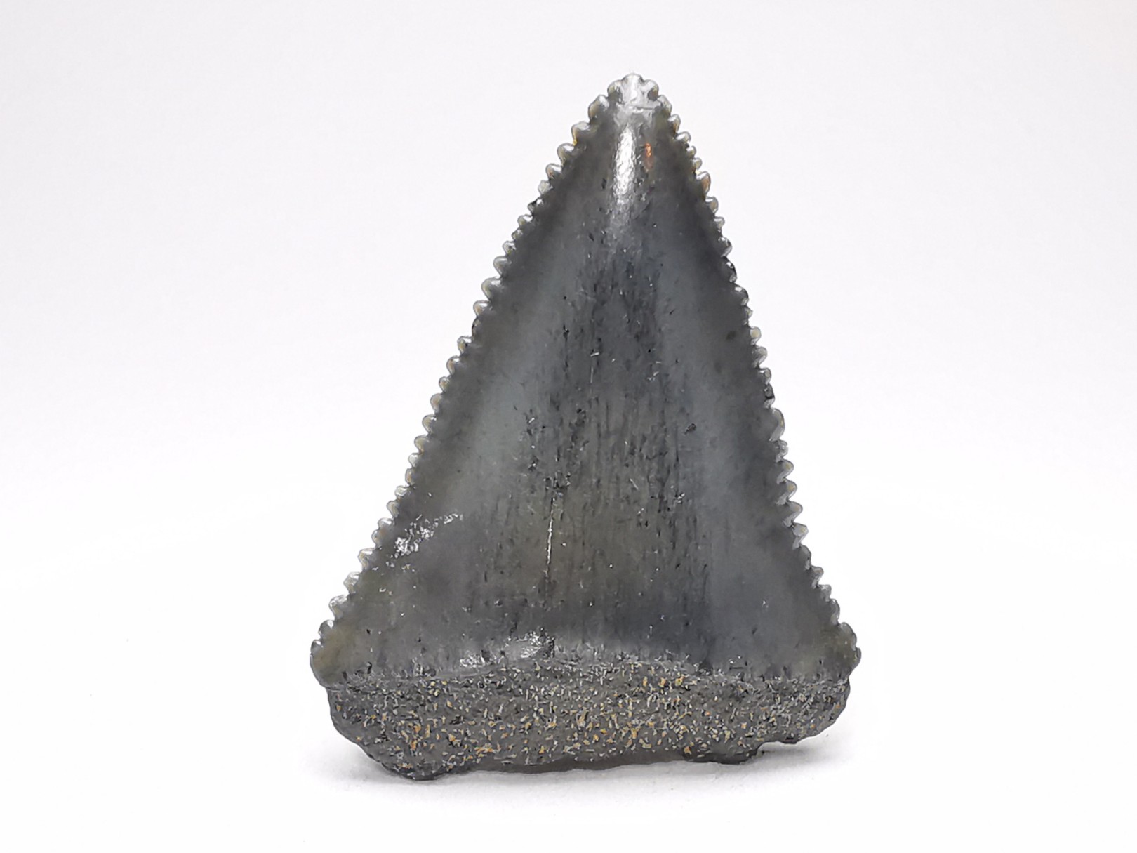 Fossil tooth of Great white shark: Carcharodon carcharias