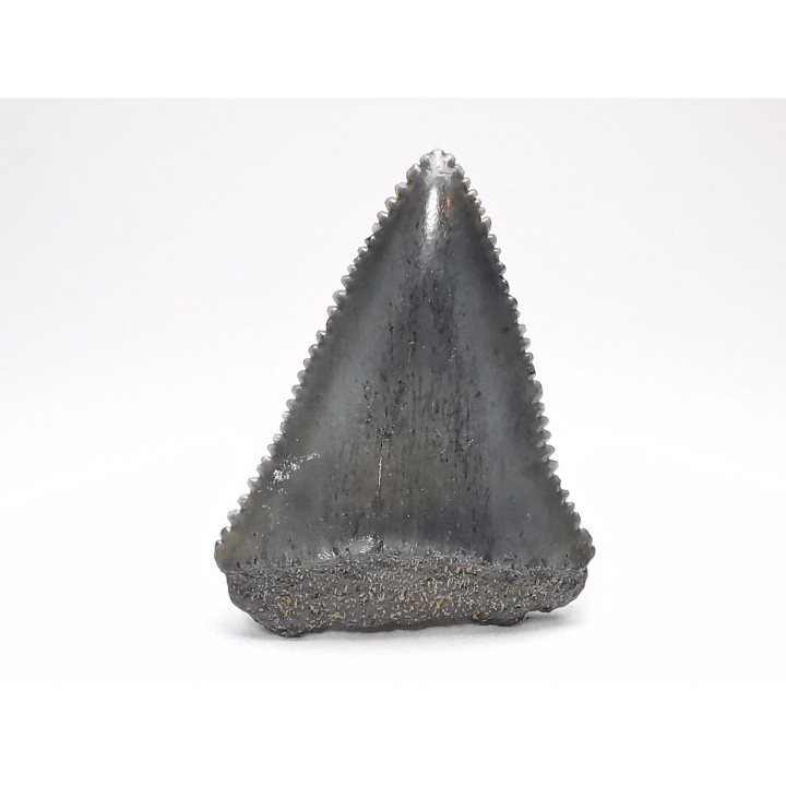 Fossil tooth of Great white shark: Carcharodon carcharias