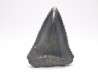 Fossil tooth of Great white shark: Carcharodon carcharias
