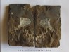 GINKGO ADIANTOIDES (1)