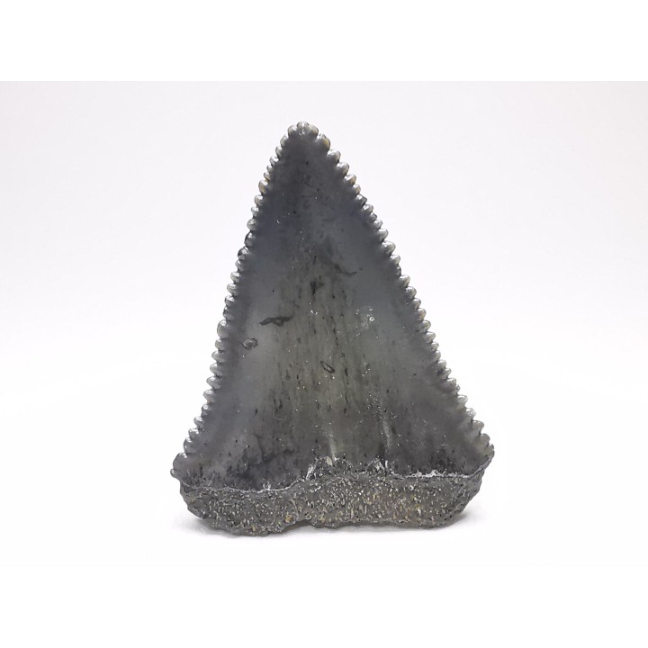 Fossil tooth of Great white shark: Carcharodon carcharias