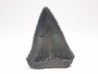 Dent fossile du GRAND REQUIN BLANC : Carcharodon carcharias