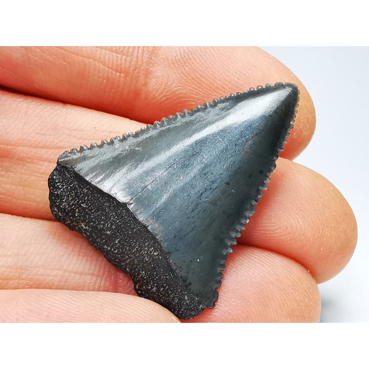 Fossil tooth of Great white shark: Carcharodon carcharias