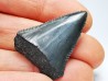 Dent fossile du GRAND REQUIN BLANC : Carcharodon carcharias