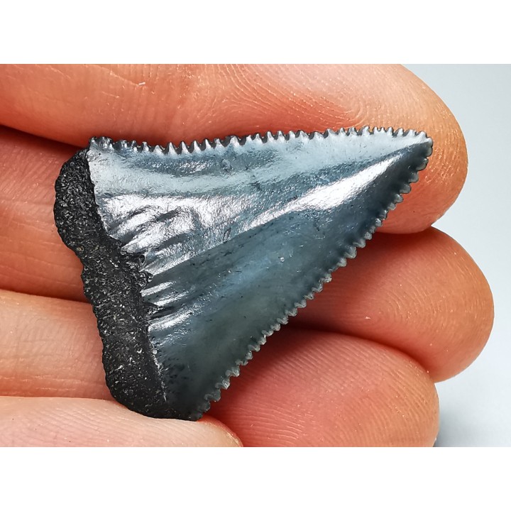 Fossil tooth of Great white shark: Carcharodon carcharias