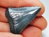 Fossil tooth of Great white shark: Carcharodon carcharias