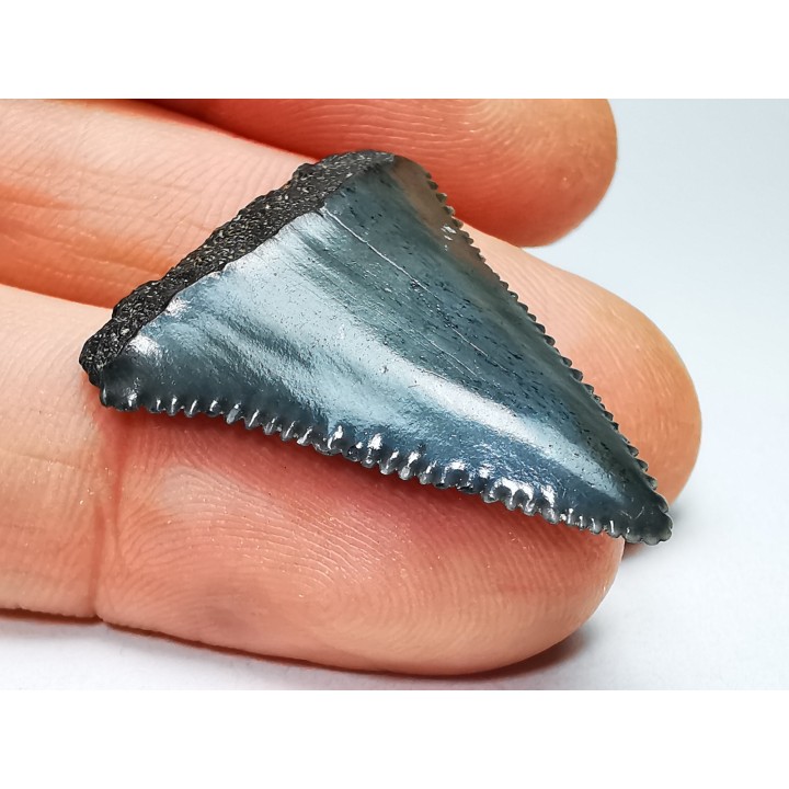 Fossil tooth of Great white shark: Carcharodon carcharias