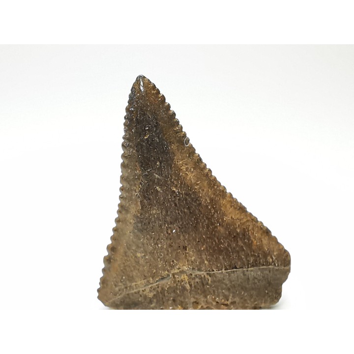 Fossil tooth of Great white shark: Carcharodon carcharias