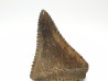 Fossil tooth of Great white shark: Carcharodon carcharias