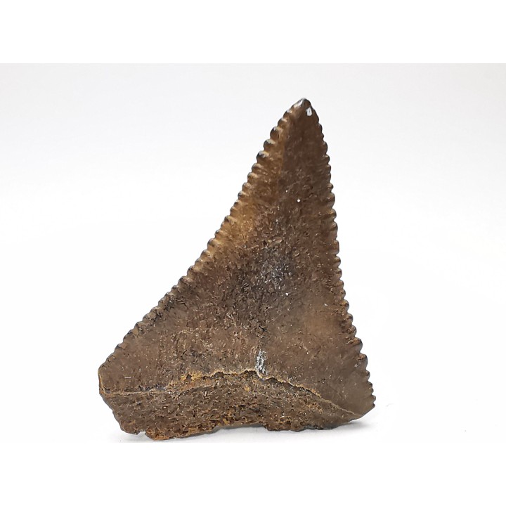 Fossil tooth of Great white shark: Carcharodon carcharias