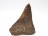 Dent fossile du GRAND REQUIN BLANC : Carcharodon carcharias