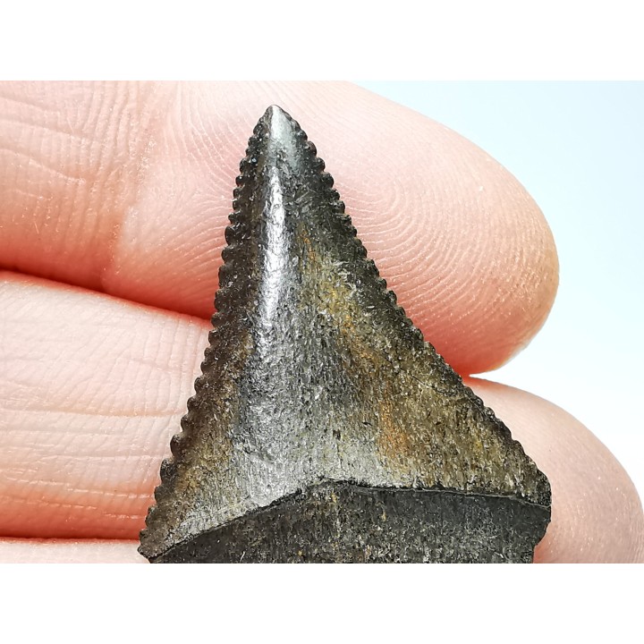 Fossil tooth of Great white shark: Carcharodon carcharias