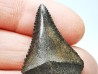Fossil tooth of Great white shark: Carcharodon carcharias