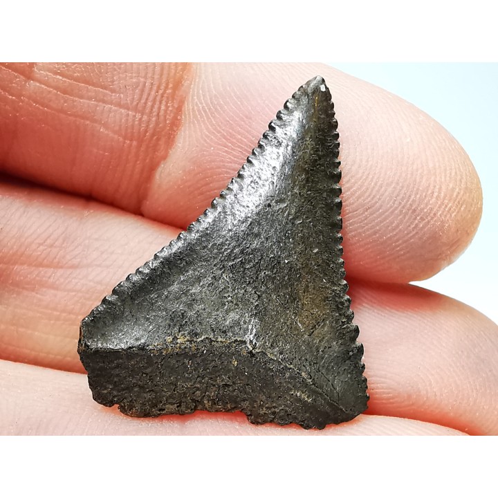 Fossil tooth of Great white shark: Carcharodon carcharias