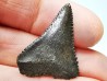 Dent fossile du GRAND REQUIN BLANC : Carcharodon carcharias