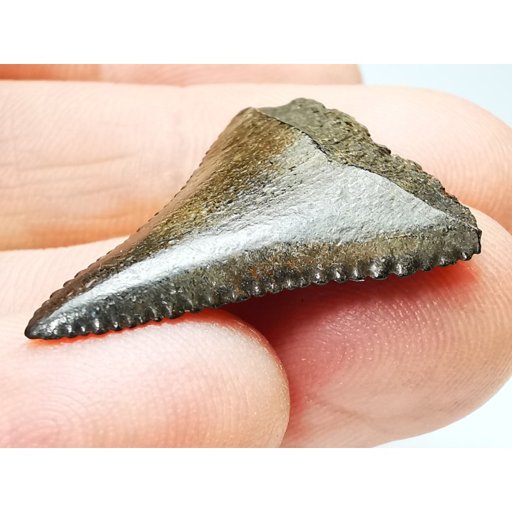 Dent fossile du GRAND REQUIN BLANC : Carcharodon carcharias