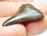 Fossil tooth of Great white shark: Carcharodon carcharias