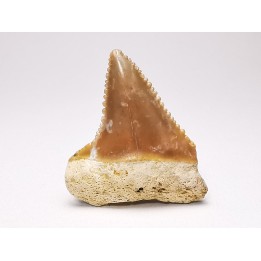 Fossil tooth of Great white shark: Carcharodon carcharias
