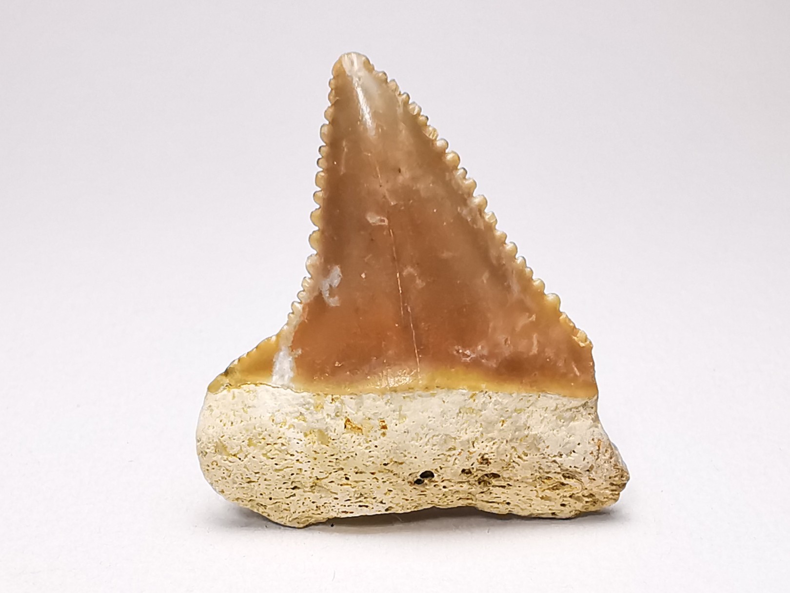 Fossil tooth of Great white shark: Carcharodon carcharias