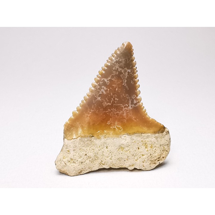 Fossil tooth of Great white shark: Carcharodon carcharias