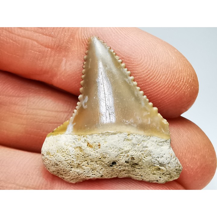 Fossil tooth of Great white shark: Carcharodon carcharias