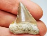 Fossil tooth of Great white shark: Carcharodon carcharias