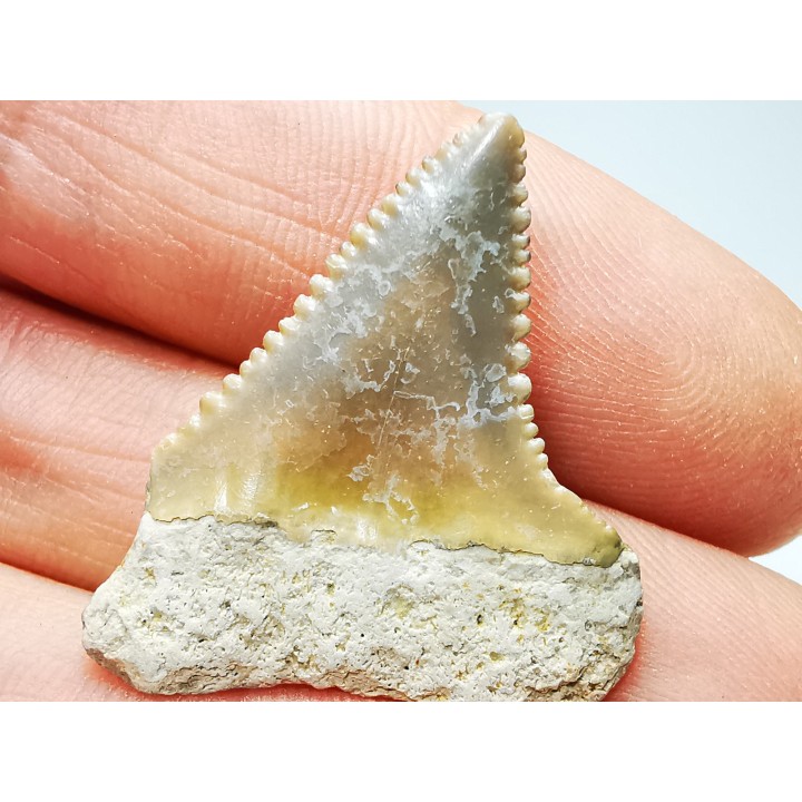 Fossil tooth of Great white shark: Carcharodon carcharias