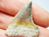 Fossil tooth of Great white shark: Carcharodon carcharias