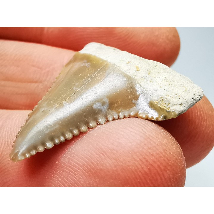 Dent fossile du GRAND REQUIN BLANC : Carcharodon carcharias