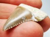 Dent fossile du GRAND REQUIN BLANC : Carcharodon carcharias