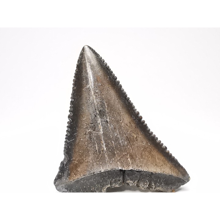 Dent fossile du GRAND REQUIN BLANC : Carcharodon carcharias