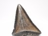 Dent fossile du GRAND REQUIN BLANC : Carcharodon carcharias