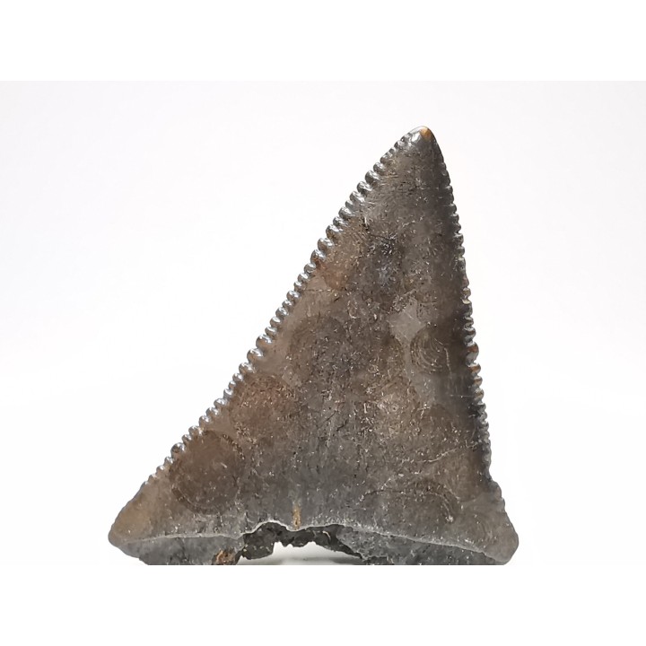 Fossil tooth of Great white shark: Carcharodon carcharias