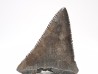 Dent fossile du GRAND REQUIN BLANC : Carcharodon carcharias