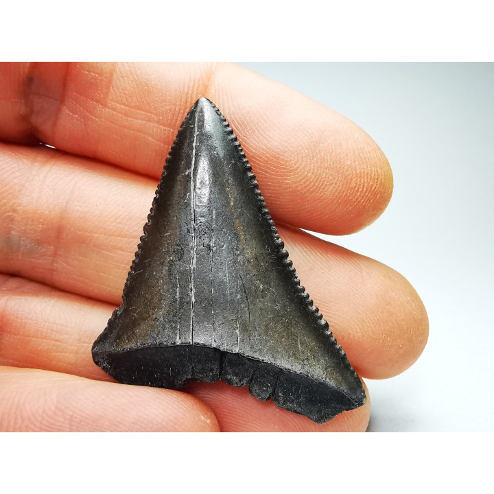 Dent fossile du GRAND REQUIN BLANC : Carcharodon carcharias