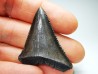 Fossil tooth of Great white shark: Carcharodon carcharias