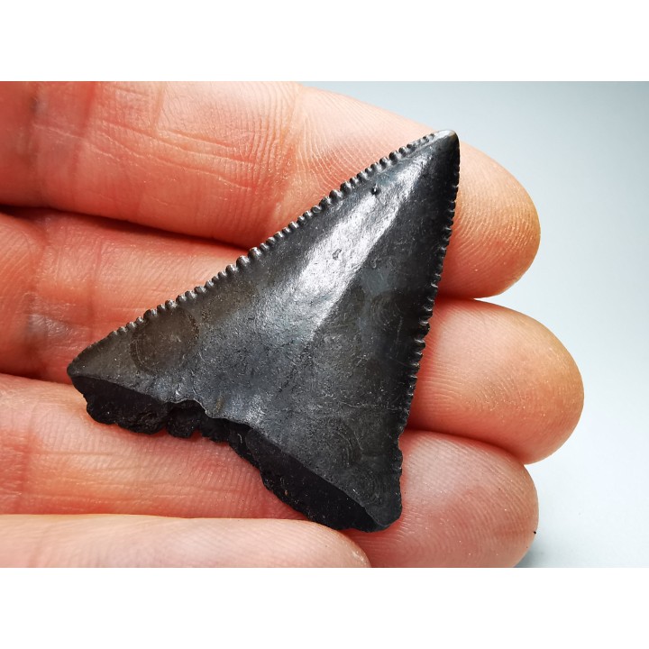 Fossil tooth of Great white shark: Carcharodon carcharias