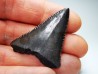 Fossil tooth of Great white shark: Carcharodon carcharias